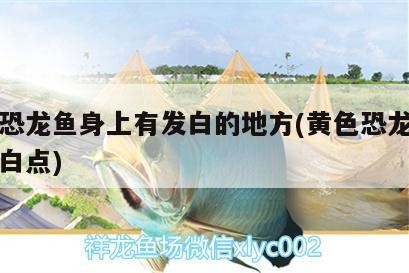 虎皮魚該如何正確飼養(yǎng)，虎皮魚的養(yǎng)殖虎皮魚的正確飼養(yǎng)