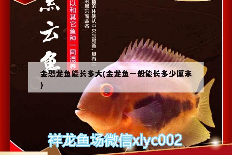 虎皮魚該如何正確飼養(yǎng)，虎皮魚的養(yǎng)殖虎皮魚的正確飼養(yǎng)