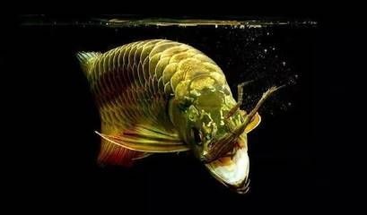 龍魚最近不愛吃食了什么原因