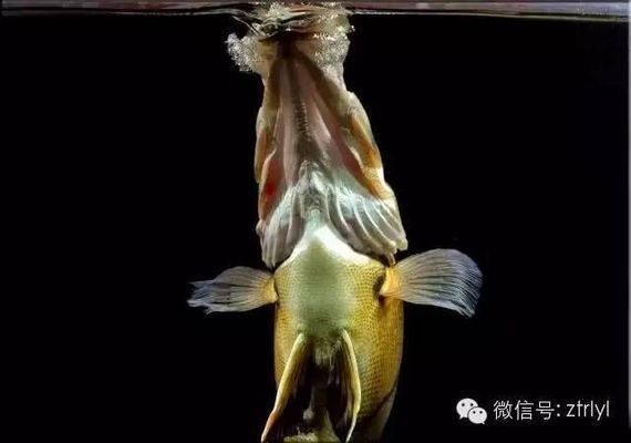 虎魚(yú)混養(yǎng)適應(yīng)期注意事項(xiàng)，虎魚(yú)混養(yǎng)適應(yīng)期是指新引入的虎魚(yú)與現(xiàn)有虎魚(yú)混養(yǎng)適應(yīng)期