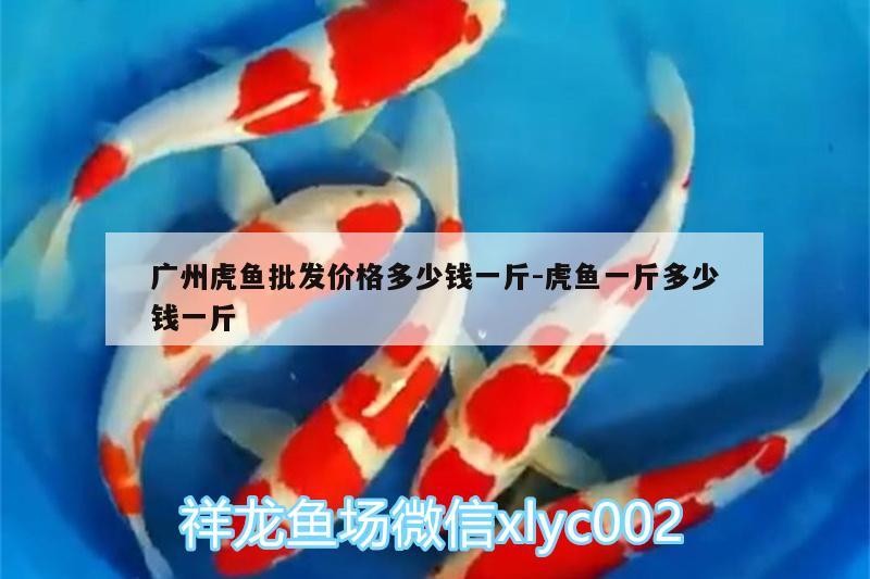 廣州虎魚批發價格多少錢一斤:虎魚一斤多少錢一斤