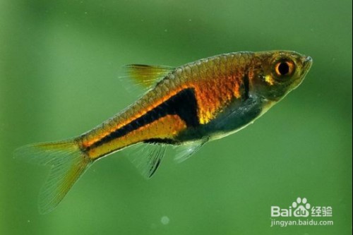 銀龍魚(yú)價(jià)格多少錢(qián)一只可以養(yǎng)幾條啊（銀龍魚(yú)價(jià)格多少錢(qián)一只可以養(yǎng)幾條啊圖片）