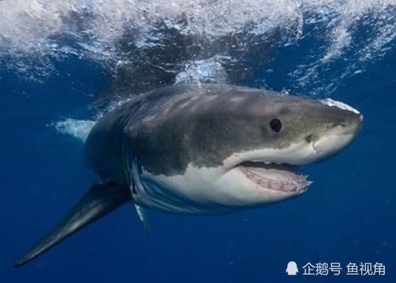 鯊魚攻擊的空間分布特點(diǎn)，鯊魚攻擊事件在全球范圍內(nèi)有多種因素影響空間分布特點(diǎn)