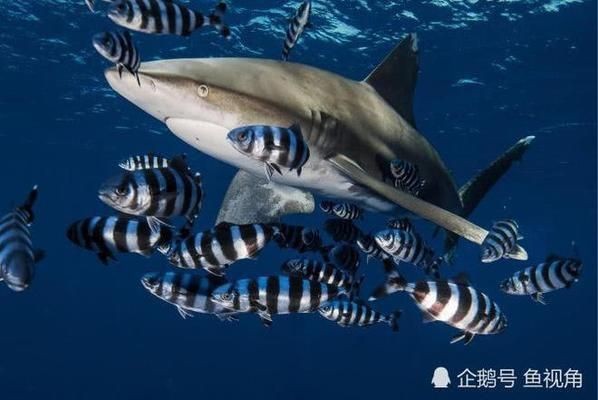 鯊魚攻擊的空間分布特點(diǎn)，鯊魚攻擊事件在全球范圍內(nèi)有多種因素影響空間分布特點(diǎn)