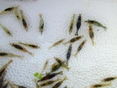 龍魚可以喂什么肉類好
