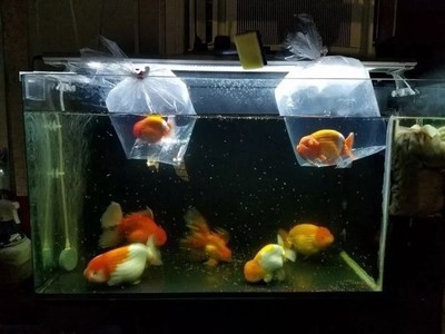 為什么銀龍魚這么貴呢視頻（為什么銀龍魚那么貴） 為什么銀龍魚這么貴呢視頻（為什么銀龍魚那么貴） 銀龍魚百科
