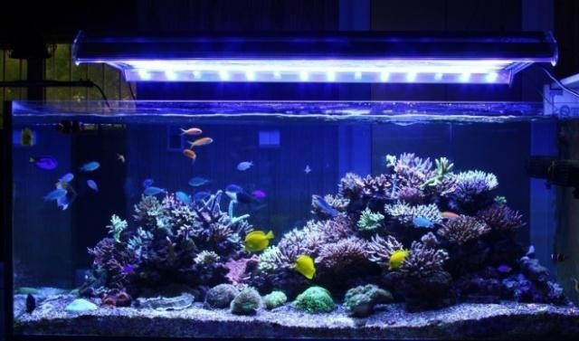銀龍魚掉眼手術高清視頻（銀龍魚掉眼手術高清視頻教程）