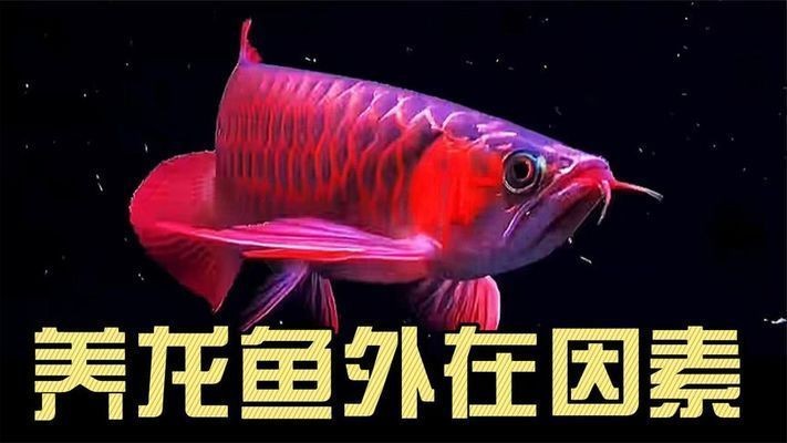 紅金龍魚怎么養