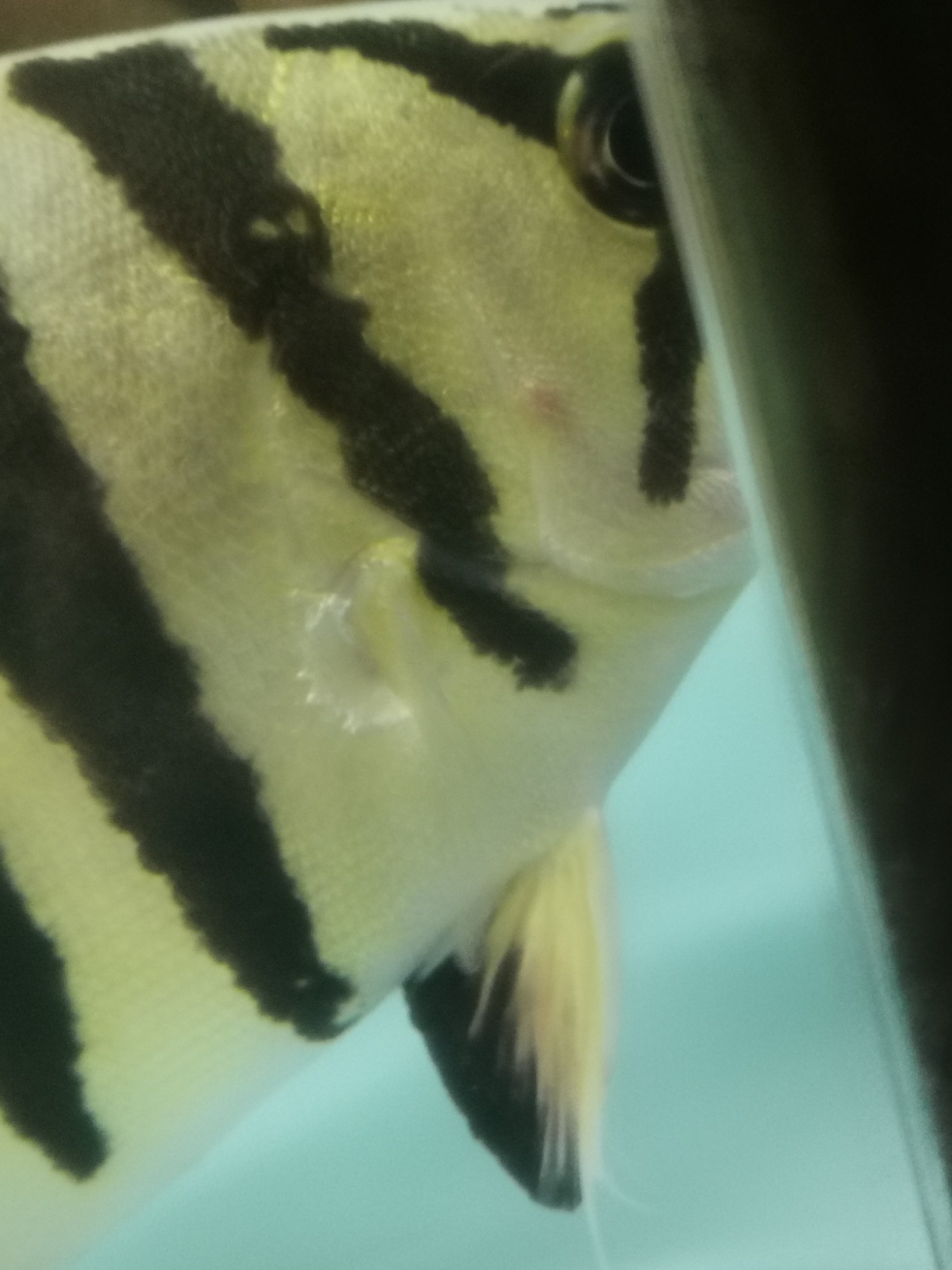 請(qǐng)大神鑒定虎魚疾病