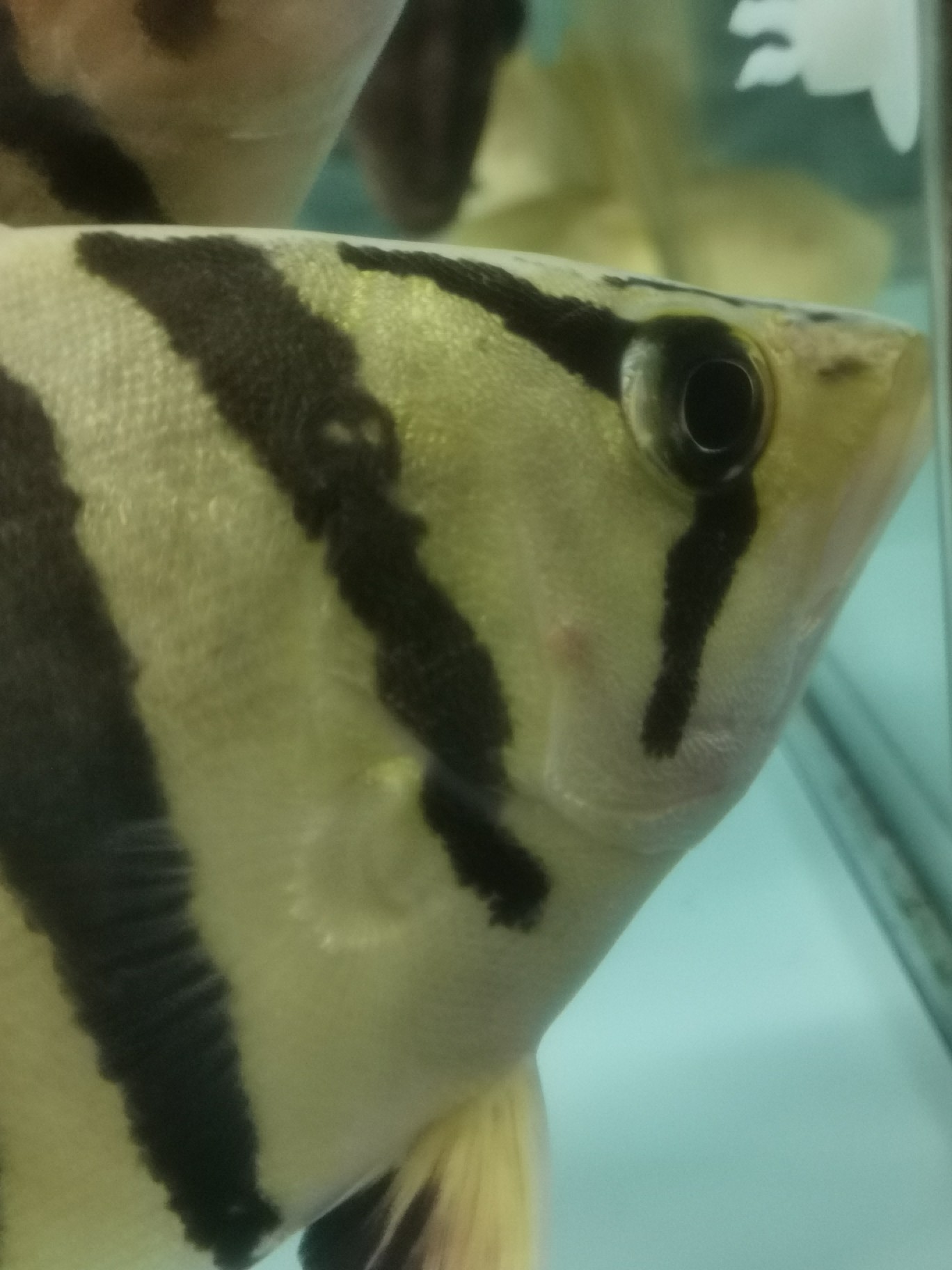 請(qǐng)大神鑒定虎魚疾病