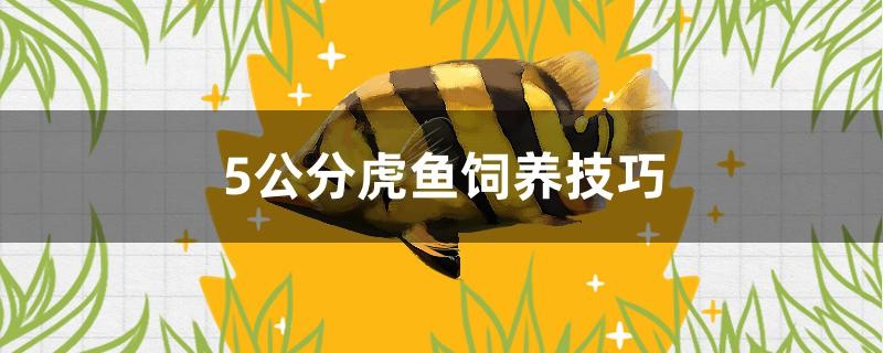 5公分虎魚飼養技巧是什么 5公分虎魚飼養技巧是什么 虎魚百科