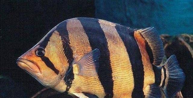 泰國虎魚活餌選擇技巧，泰國虎魚活餌保存方法 泰國虎魚活餌選擇技巧，泰國虎魚活餌保存方法 虎魚百科 第5張