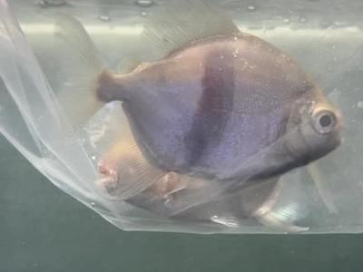 如何提高粗線銀板魚繁殖率，如何提高粗線銀板魚的繁殖率 如何提高粗線銀板魚繁殖率，如何提高粗線銀板魚的繁殖率 虎魚百科 第1張