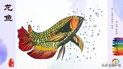 不想養(yǎng)龍魚了