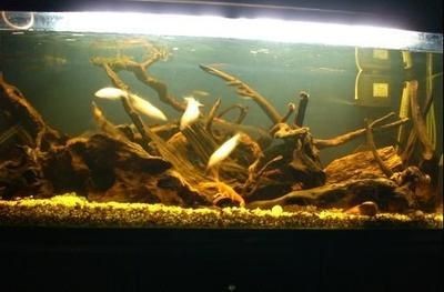魚缸照明燈選購指南：觀賞魚缸照明燈的選購指南 魚缸照明燈選購指南：觀賞魚缸照明燈的選購指南 魚缸百科 第3張