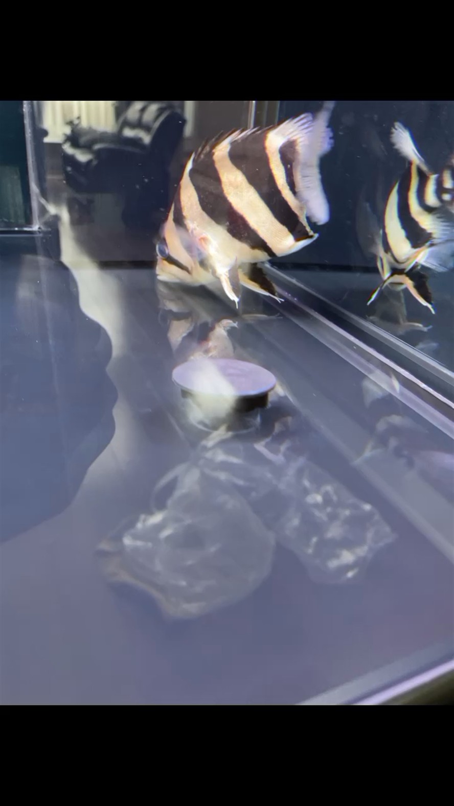 虎魚 拒食 腹部凹陷 頭抬不起來 虎魚 拒食 腹部凹陷 頭抬不起來 虎魚百科 第1張