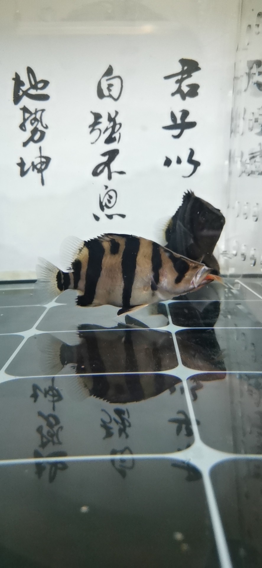 請教虎魚退紗 請教虎魚退紗 虎魚百科 第1張