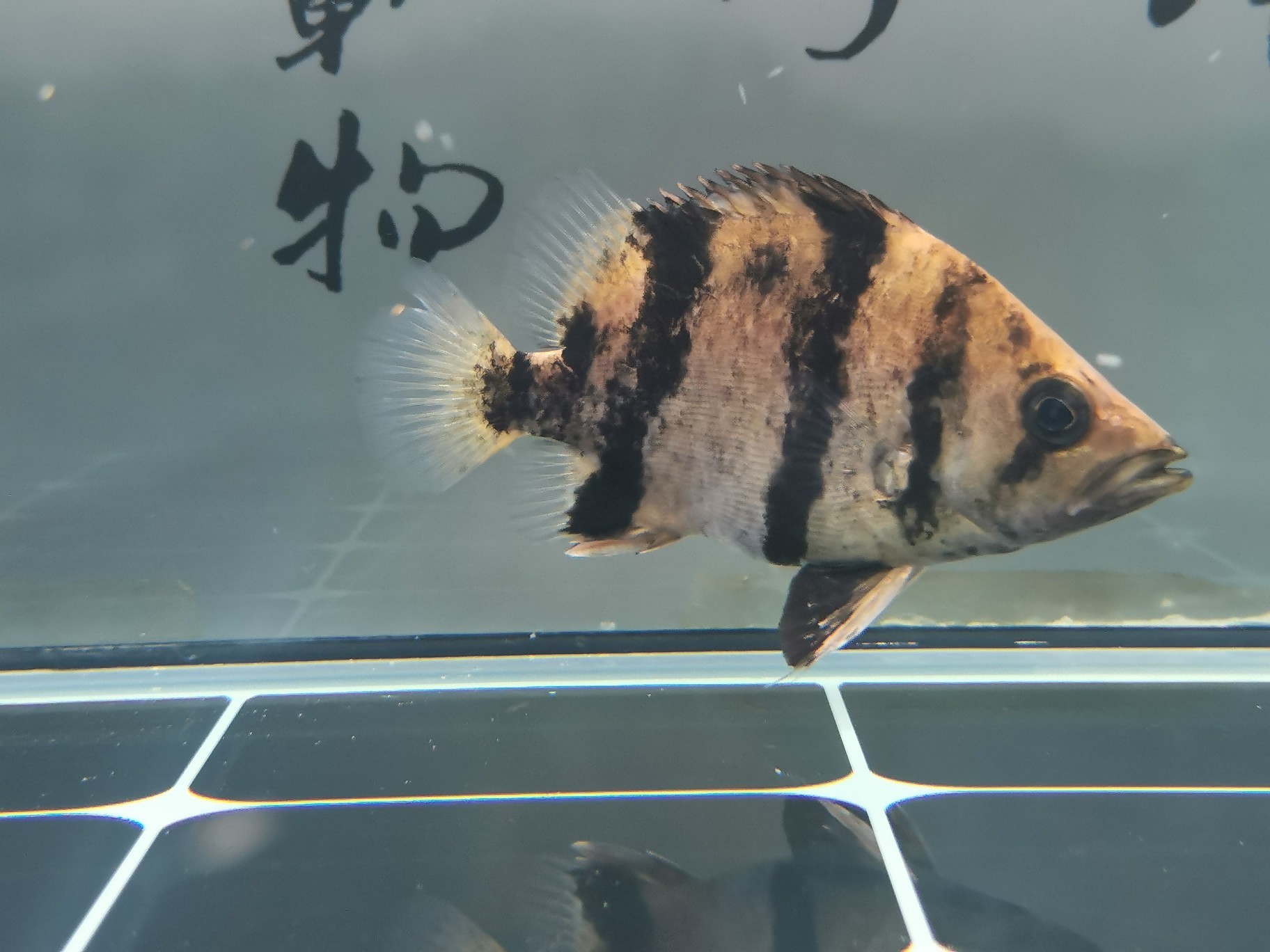 請教虎魚退紗 請教虎魚退紗 虎魚百科 第2張