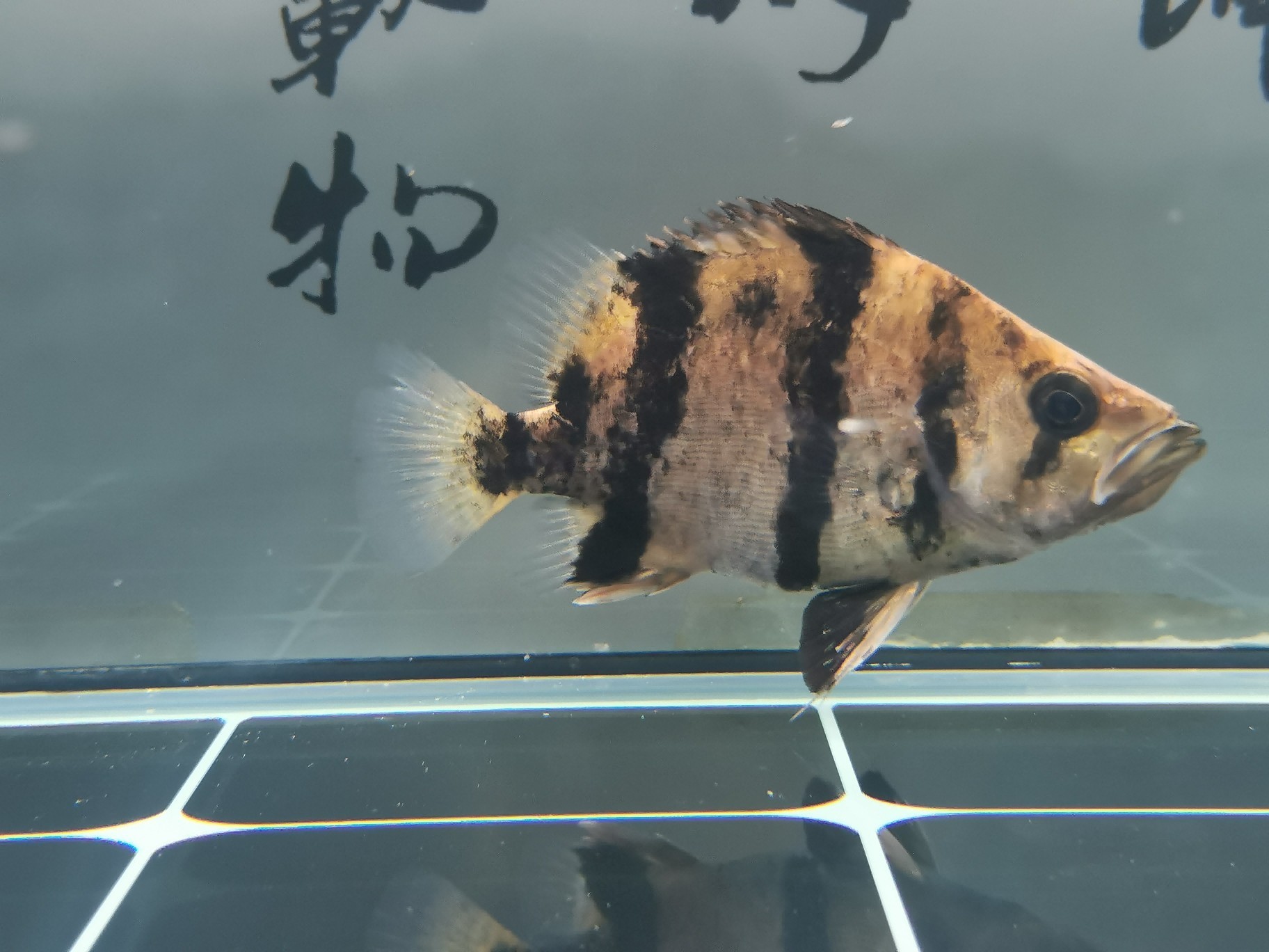 請教虎魚退紗 請教虎魚退紗 虎魚百科 第3張
