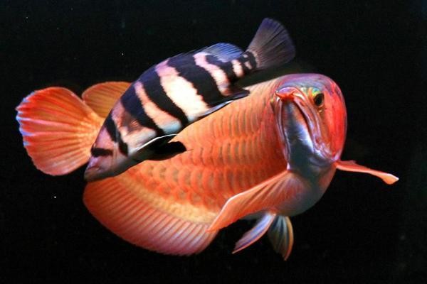 經(jīng)濟技術(shù)開發(fā)區(qū)富瑞水族館（富瑞酒店電話）