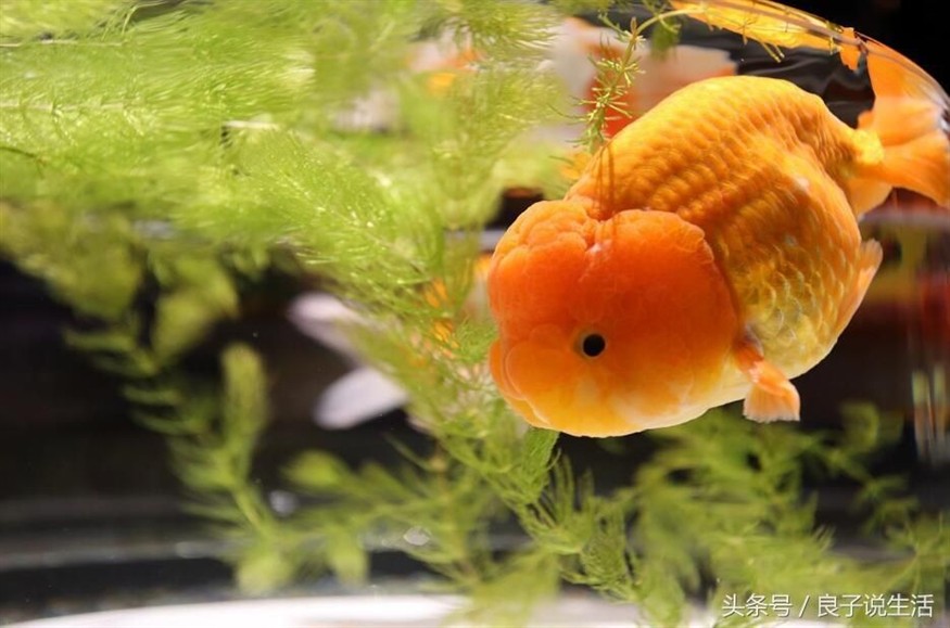 觀賞魚缸水不清的解決方法：觀賞魚缸水不清可能由多種原因?qū)е掠^賞魚缸水不清的原因