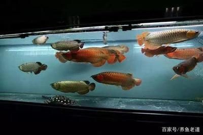 觀賞魚缸水不清的解決方法：觀賞魚缸水不清可能由多種原因?qū)е掠^賞魚缸水不清的原因