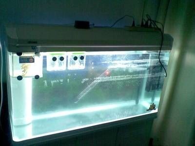 如何提高四紋虎魚溶氧量，如何提高四紋虎魚的溶氧量