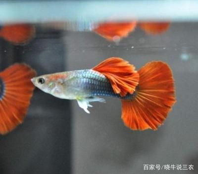 養鳳尾魚的最佳水溫是22.2℃至27.2℃至27.[需手動填充]：關于鳳尾魚的魚缸溫度的詳細信息