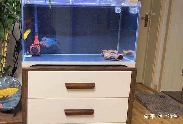 廣州市越秀區奇諾水族店（廣州市越秀區奇諾水族店地址）