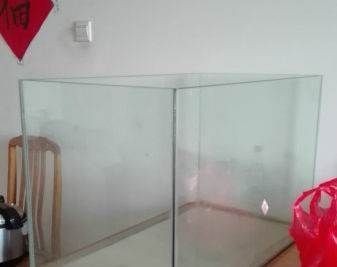 銀龍魚品相怎么看（銀龍魚品相怎么看好壞）