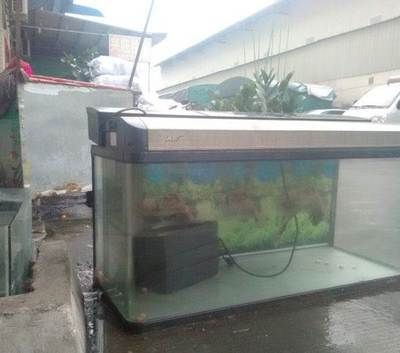 貴族魚缸的最佳擺放位置和注意事項：貴族魚缸最佳擺放位置和注意事項