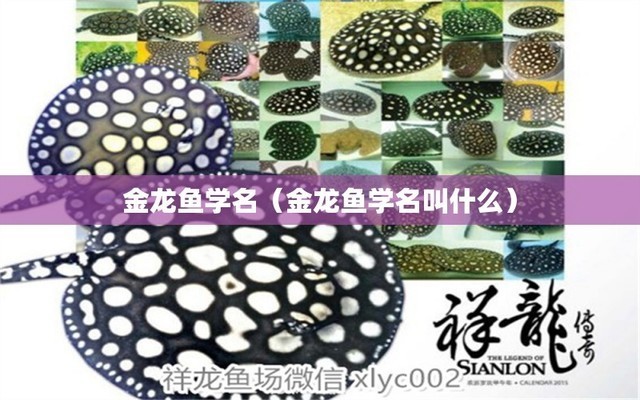 邯鄲市復興區任興鋼花卉水族館(邯鄲任建新) 全國水族館企業名錄 第1張 邯鄲市復興區任興鋼花卉水族館(邯鄲任建新) 邯鄲市復興區任興鋼花卉水族館(邯鄲任建新) 全國水族館企業名錄 第1張