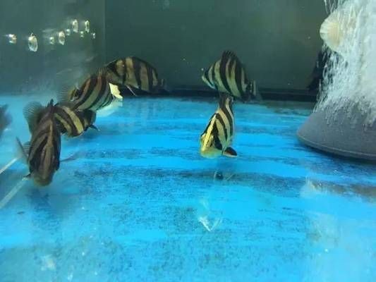 泰國虎魚繁殖行為觀察技巧，泰國虎魚性別鑒別實用技巧,泰國虎魚繁殖成功率提升方法