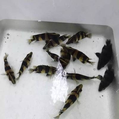泰國虎魚繁殖行為觀察技巧，泰國虎魚性別鑒別實用技巧,泰國虎魚繁殖成功率提升方法