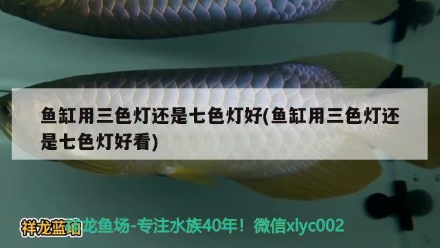 龍魚和虎魚混養視頻（龍魚和虎魚打架加配魚） 龍魚和虎魚混養視頻（龍魚和虎魚打架加配魚） 虎魚百科 第1張