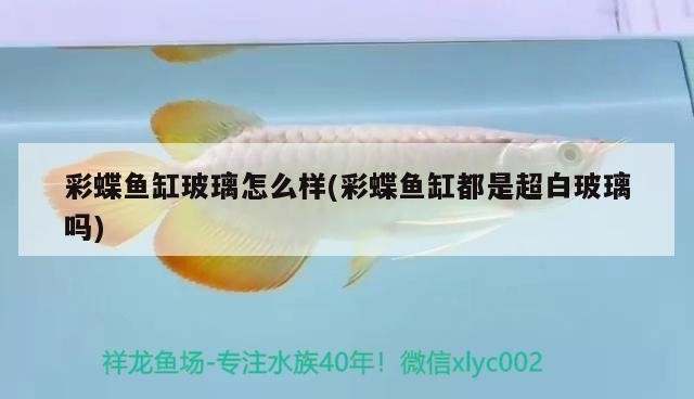 龍魚和虎魚混養視頻（龍魚和虎魚打架加配魚） 龍魚和虎魚混養視頻（龍魚和虎魚打架加配魚） 虎魚百科 第3張