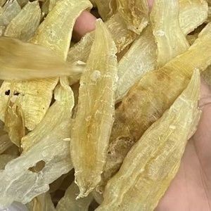 大龍魚如何撈出來養