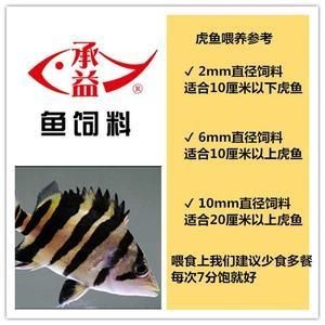 虎魚飼料訓(xùn)餌時(shí)間周期，關(guān)于虎魚飼料訓(xùn)餌時(shí)間周期的一些詳細(xì)信息 虎魚飼料訓(xùn)餌時(shí)間周期，關(guān)于虎魚飼料訓(xùn)餌時(shí)間周期的一些詳細(xì)信息 虎魚百科 第3張