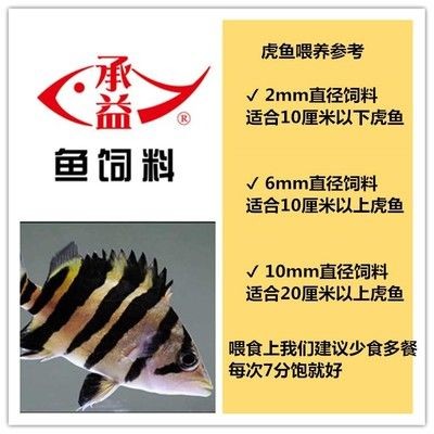虎魚飼料訓(xùn)餌時(shí)間周期，關(guān)于虎魚飼料訓(xùn)餌時(shí)間周期的一些詳細(xì)信息 虎魚飼料訓(xùn)餌時(shí)間周期，關(guān)于虎魚飼料訓(xùn)餌時(shí)間周期的一些詳細(xì)信息 虎魚百科 第5張