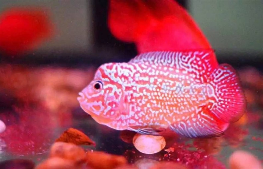 八十的魚缸能養(yǎng)多少魚：如何計算養(yǎng)魚數(shù)量 八十的魚缸能養(yǎng)多少魚：如何計算養(yǎng)魚數(shù)量 魚缸百科 第3張