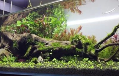 八十的魚缸能養(yǎng)多少魚：如何計算養(yǎng)魚數(shù)量 八十的魚缸能養(yǎng)多少魚：如何計算養(yǎng)魚數(shù)量 魚缸百科 第4張