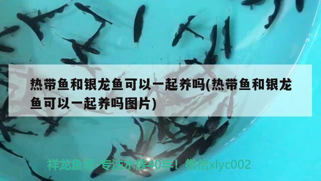熱帶魚和銀龍魚可以一起養嗎(熱帶魚和銀龍魚可以一起養嗎圖片)