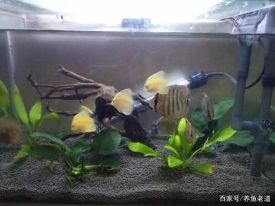 龍魚和虎魚打架的解決辦法，龍魚和虎魚打架怎么辦