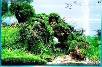 魚缸造景培訓(xùn)水草造景培訓(xùn)課程介紹水草造景培訓(xùn)課程：濰坊水草造景培訓(xùn) 魚缸造景培訓(xùn)水草造景培訓(xùn)課程介紹水草造景培訓(xùn)課程：濰坊水草造景培訓(xùn) 魚缸百科 第1張