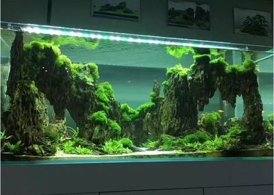 魚缸造景培訓(xùn)水草造景培訓(xùn)課程介紹水草造景培訓(xùn)課程：濰坊水草造景培訓(xùn) 魚缸造景培訓(xùn)水草造景培訓(xùn)課程介紹水草造景培訓(xùn)課程：濰坊水草造景培訓(xùn) 魚缸百科 第2張