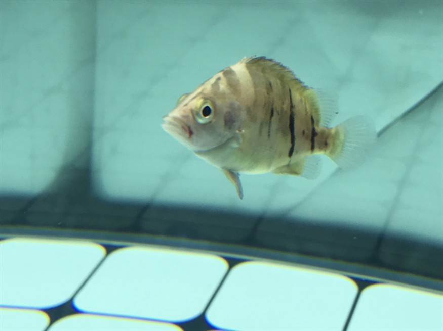 虎魚流血了? 虎魚百科 第1張 虎魚流血了? 虎魚流血了? 虎魚百科 第1張