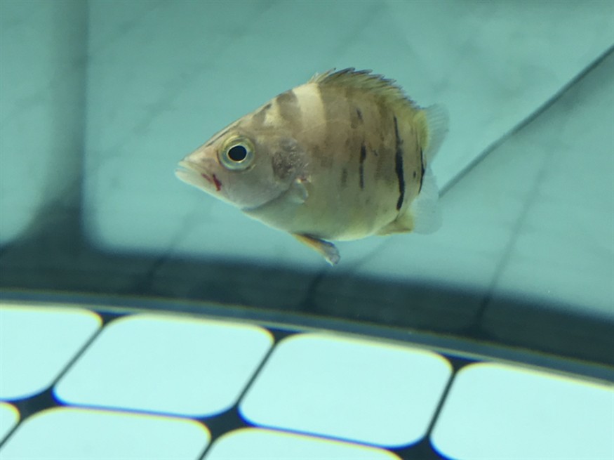 虎魚流血了? 虎魚百科 第2張 虎魚流血了? 虎魚流血了? 虎魚百科 第2張