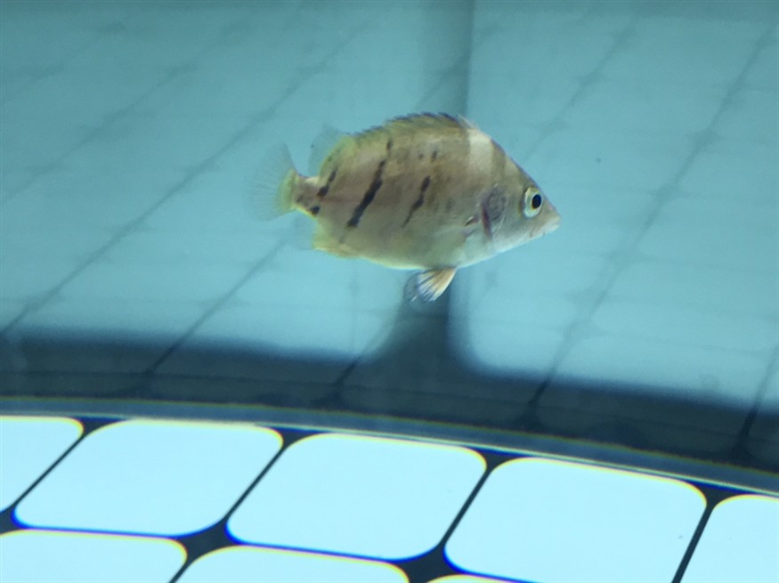 虎魚流血了? 虎魚百科 第3張 虎魚流血了? 虎魚流血了? 虎魚百科 第3張