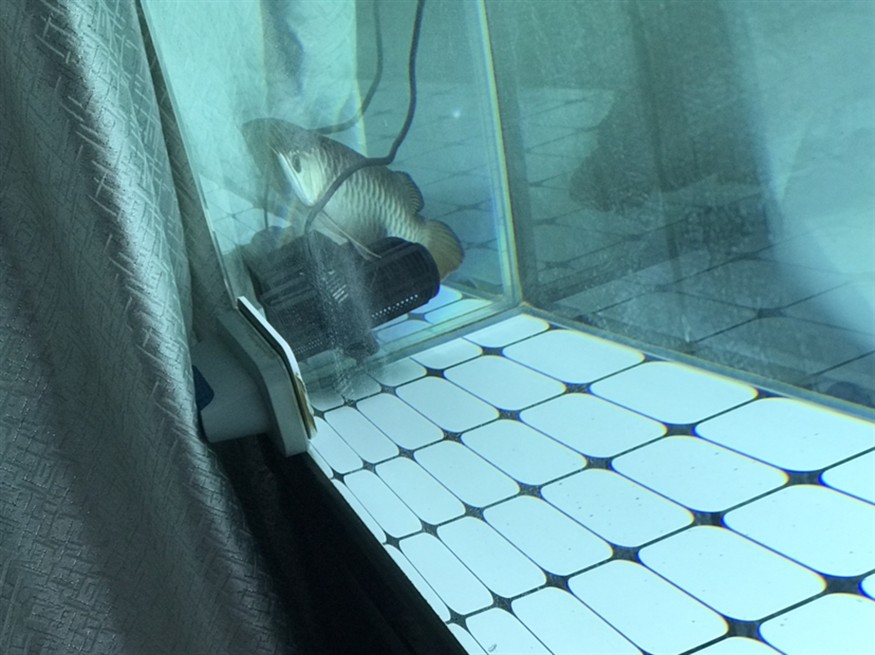 虎魚流血了? 虎魚百科 第4張 虎魚流血了? 虎魚流血了? 虎魚百科 第4張