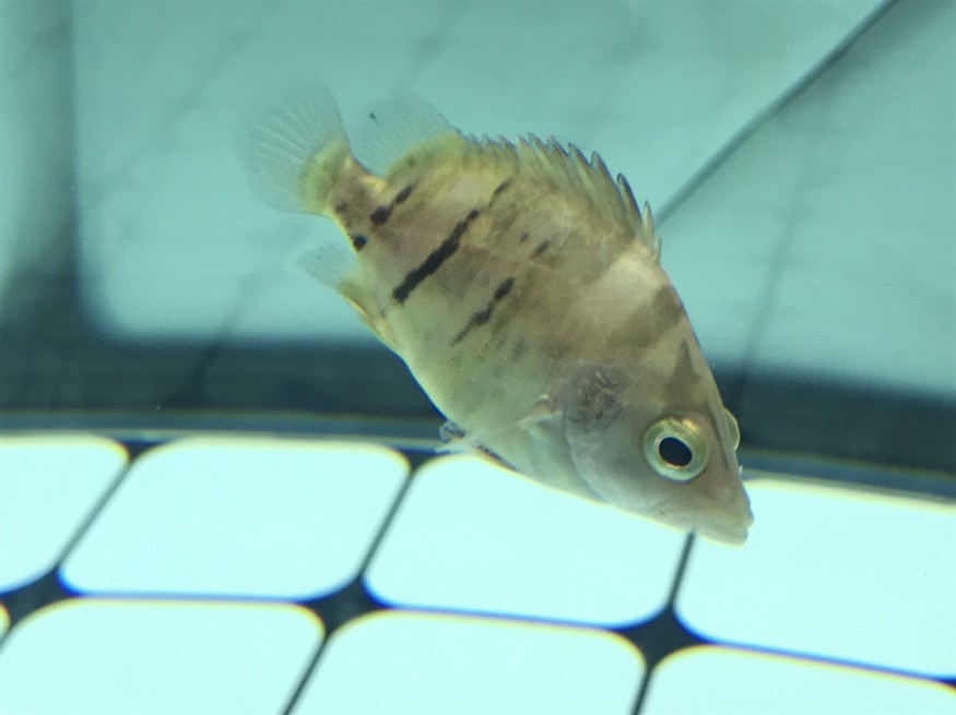 虎魚流血了？ 虎魚流血了？ 虎魚百科 第5張